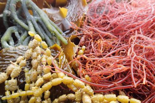 Các món ăn từ rong biển với nhiều lợi ích cho sức khỏe của người Nhật_01
