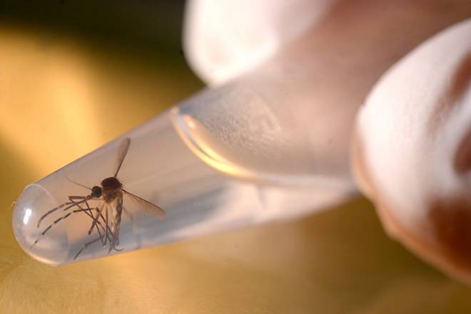Peru tuyên bố tình trạng khẩn cấp hội chứng tự miễn nghi do virus Zika