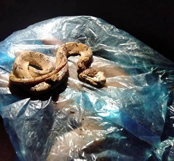 Bị rắn cực độc cắn, chết trong vòng 10 phút